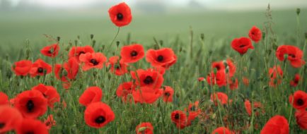 Storytime: Remembrance Day